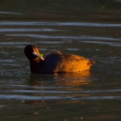 Fulica atra at Benalla, VIC - 14 Jul 2024