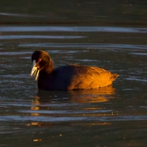 Fulica atra at Benalla, VIC - 14 Jul 2024