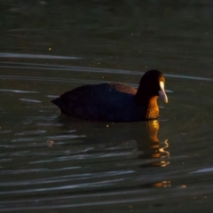 Fulica atra at Benalla, VIC - 14 Jul 2024