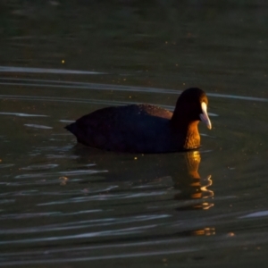 Fulica atra at Benalla, VIC - 14 Jul 2024