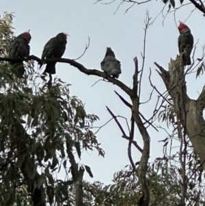 Callocephalon fimbriatum at Lerderderg, VIC - 22 Jun 2024