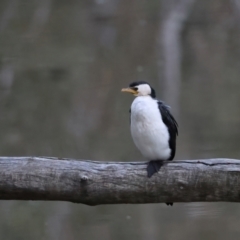 Microcarbo melanoleucos (Little Pied Cormorant) at Benalla, VIC - 14 Jul 2024 by jb2602