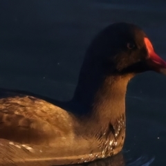 Gallinula tenebrosa (Dusky Moorhen) at Benalla, VIC - 14 Jul 2024 by jb2602