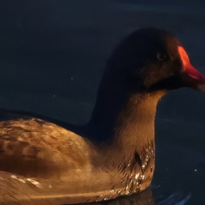 Gallinula tenebrosa (Dusky Moorhen) at Benalla, VIC - 14 Jul 2024 by jb2602