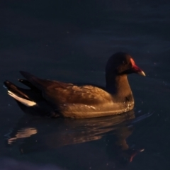 Gallinula tenebrosa at Benalla, VIC - 14 Jul 2024