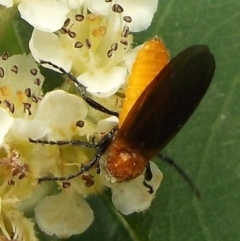 Unidentified Other true fly at Herne Hill, VIC - 7 Dec 2022 by WendyEM