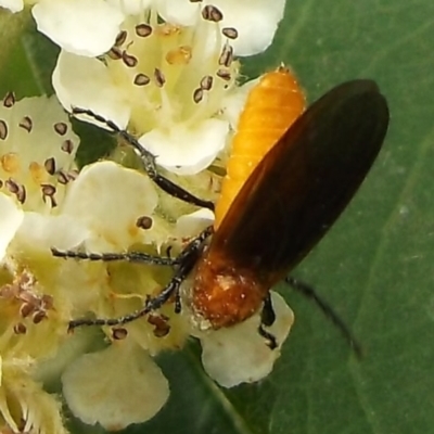 Bibio imitator (Garden maggot) at Herne Hill, VIC - 7 Dec 2022 by WendyEM