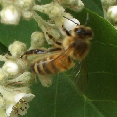 Apis mellifera (European honey bee) at Herne Hill, VIC - 7 Dec 2022 by WendyEM