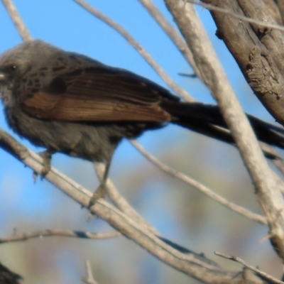 Struthidea cinerea (Apostlebird) at Longreach, QLD - 22 Jul 2024 by lbradley