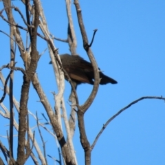 Struthidea cinerea at Longreach, QLD - 22 Jul 2024