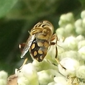 Eristalinus punctulatus at Herne Hill, VIC - 7 Dec 2022 11:39 AM