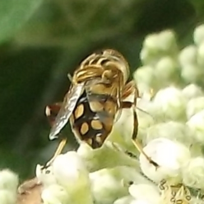 Eristalinus punctulatus at Herne Hill, VIC - 7 Dec 2022 by WendyEM