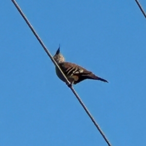 Ocyphaps lophotes at Longreach, QLD - 22 Jul 2024