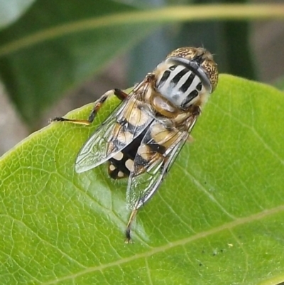 Eristalinus punctulatus at Herne Hill, VIC - 7 Dec 2022 by WendyEM