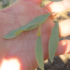 Eucalyptus coolabah (Coolabah) at Longreach, QLD - 22 Jul 2024 by lbradley