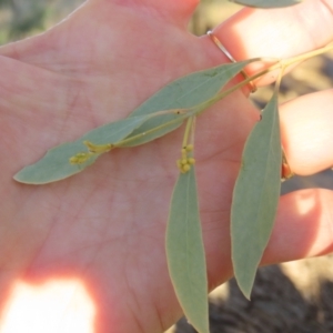 Eucalyptus coolabah at Longreach, QLD - 22 Jul 2024 05:05 PM