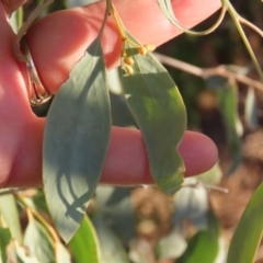 Eucalyptus coolabah at Longreach, QLD - 22 Jul 2024 05:05 PM