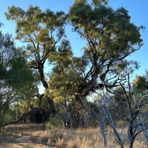 Eucalyptus coolabah at Longreach, QLD - 22 Jul 2024 05:05 PM