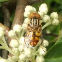 Eristalinus punctulatus (Golden Native Drone Fly) at Herne Hill, VIC - 7 Dec 2022 by WendyEM