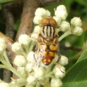 Eristalinus punctulatus at Herne Hill, VIC - 7 Dec 2022