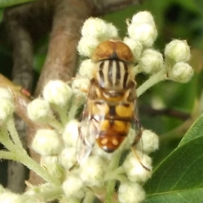 Eristalinus punctulatus at Herne Hill, VIC - 7 Dec 2022 by WendyEM