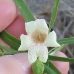Eremophila bignoniiflora at Longreach, QLD - 22 Jul 2024 by lbradley
