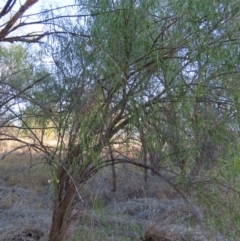 Eremophila bignoniiflora at Longreach, QLD - 22 Jul 2024