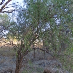 Eremophila bignoniiflora at Longreach, QLD - 22 Jul 2024 05:03 PM