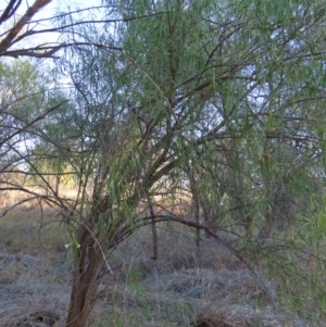 Eremophila bignoniiflora at Longreach, QLD - 22 Jul 2024