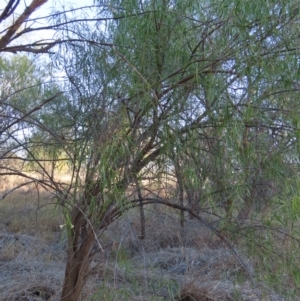 Eremophila bignoniiflora at Longreach, QLD - 22 Jul 2024 05:03 PM