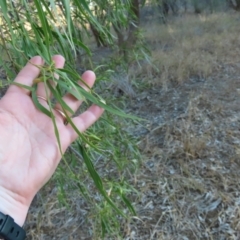 Eremophila bignoniiflora at Longreach, QLD - 22 Jul 2024