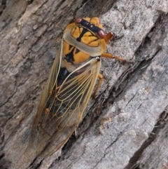 Cyclochila australasiae (Greengrocer, Yellow Monday, Masked devil) at Herne Hill, VIC - 6 Dec 2022 by WendyEM