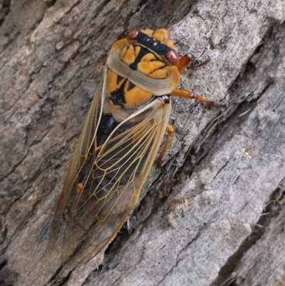 Cyclochila australasiae (Greengrocer, Yellow Monday, Masked devil) at Herne Hill, VIC - 6 Dec 2022 by WendyEM