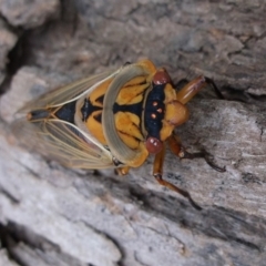 Cyclochila australasiae at Herne Hill, VIC - 7 Dec 2022