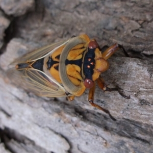 Cyclochila australasiae at Herne Hill, VIC - 7 Dec 2022