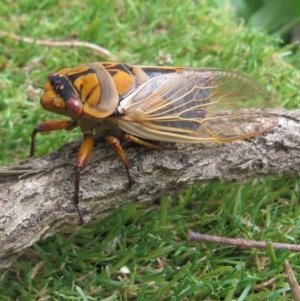 Cyclochila australasiae at Herne Hill, VIC - 7 Dec 2022