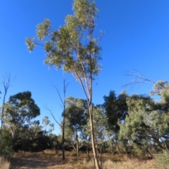 Eucalyptus camaldulensis subsp. acuta at Longreach, QLD - 22 Jul 2024 by lbradley