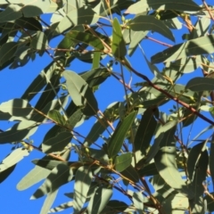 Eucalyptus camaldulensis subsp. acuta at Longreach, QLD - 22 Jul 2024 04:56 PM