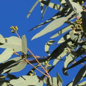 Eucalyptus camaldulensis subsp. acuta at Longreach, QLD - 22 Jul 2024 04:56 PM