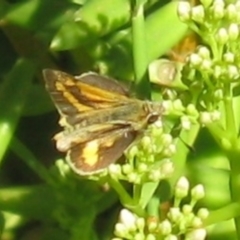 Ocybadistes walkeri (Green Grass-dart) at Freshwater Creek, VIC - 18 Dec 2022 by WendyEM