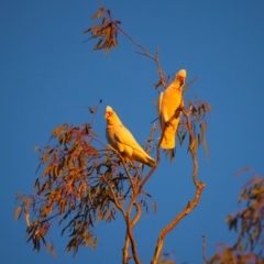 Cacatua tenuirostris (Long-billed Corella) at Benalla, VIC - 14 Jul 2024 by jb2602