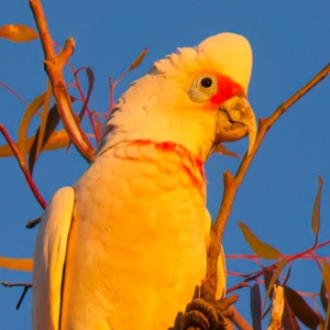 Cacatua tenuirostris at Benalla, VIC - 14 Jul 2024 05:11 PM