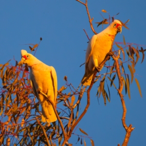 Cacatua tenuirostris at Benalla, VIC - 14 Jul 2024