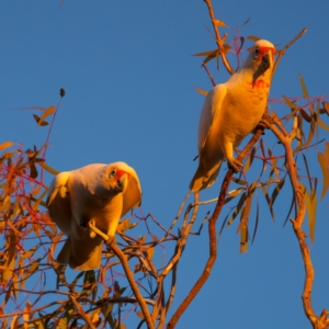 Cacatua tenuirostris at Benalla, VIC - 14 Jul 2024