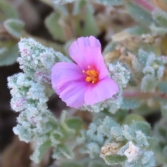 Frankenia serpyllifolia (Thyme Sea-Heath) at Longreach, QLD - 22 Jul 2024 by lbradley