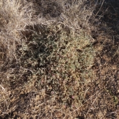 Frankenia serpyllifolia at Longreach, QLD - 22 Jul 2024 04:41 PM