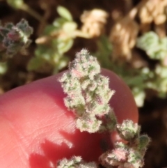 Frankenia serpyllifolia at Longreach, QLD - 22 Jul 2024 04:41 PM