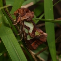 Cosmodes elegans (Green Blotched Moth) at Freshwater Creek, VIC - 14 Jun 2022 by WendyEM