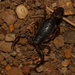 Unidentified Scorpion (Scorpionidae) at Freshwater Creek, VIC by WendyEM
