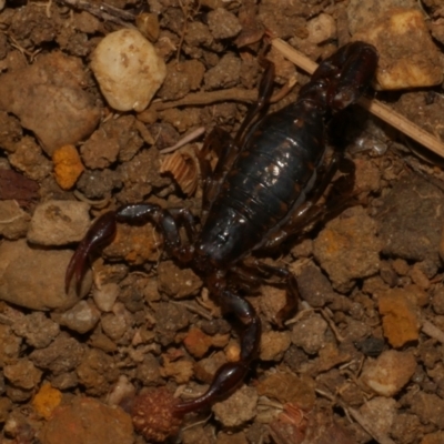 Unidentified Scorpion (Scorpionidae) at Freshwater Creek, VIC - 28 Jul 2022 by WendyEM